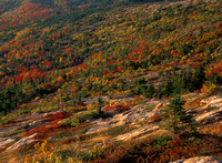 Acadia National Park Autumn Forest