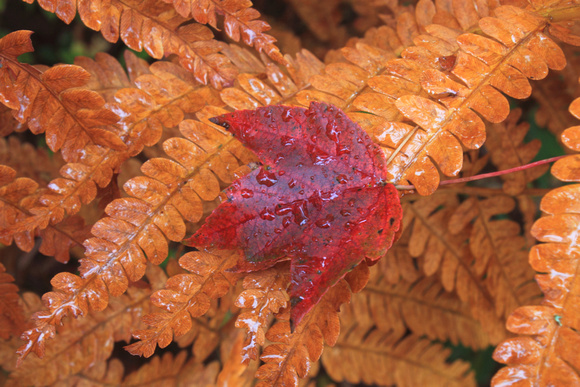 Red Maple Leaf on Fern