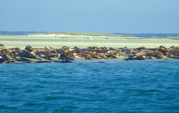 Gray Seal Colony Monomoy Island Cape Cod