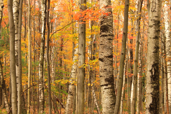 Northern Hardwood Forest Birch Beech Maple
