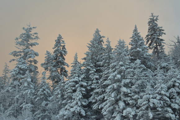 Spruce Forest in Winter