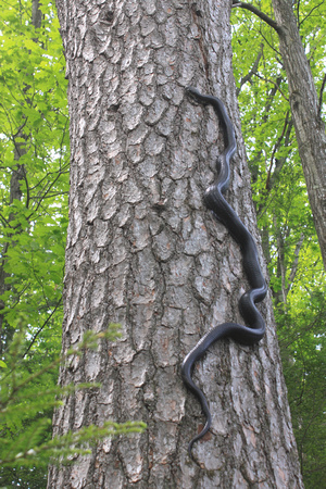 Black Rat Snake Climbing Pine Tree