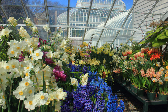 Mount Holyoke Spring Flower Show