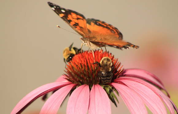 American Painted Lady and Bees on Coneflower