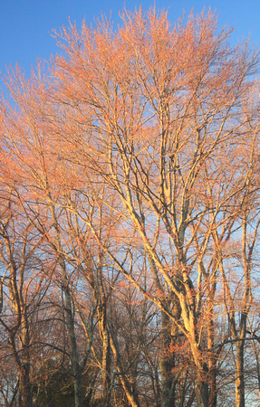 Red Maple Budding in Early Spring