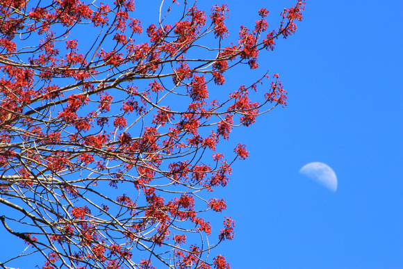 Maple Buds and Spring Moon