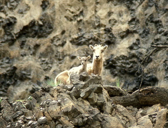 Bighorn Sheep and Calf