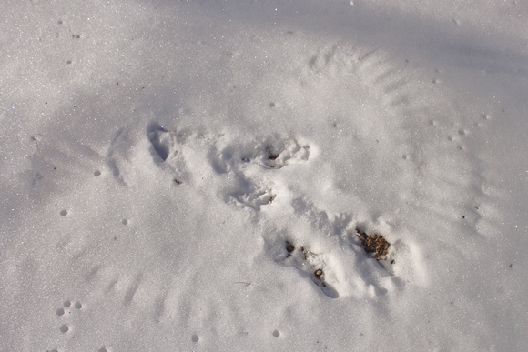 Owl Imprint in Snow