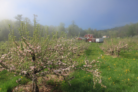 Hagar Orchard Apple Blossoms