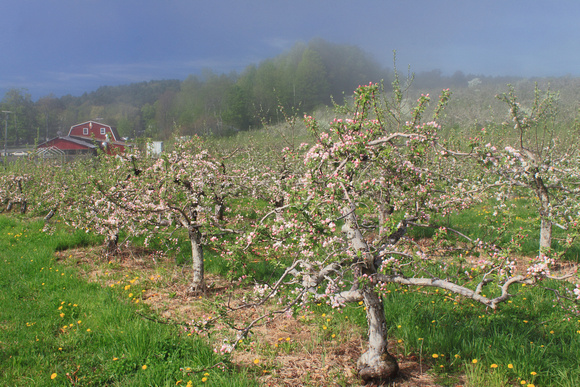 Hagar Orchard Apple Blossoms Fog