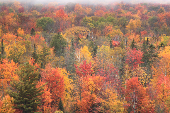 Groton State Forest Peak Fall Foliage