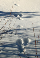 Snowshoe Hare Tracks in Shrubby Thicket