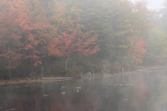 Quabbin Reservoir Bassett Pond Autumn Fog and Geese