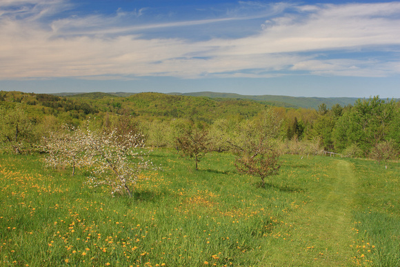 Bear Swamp Reservation Orchard View in Spring
