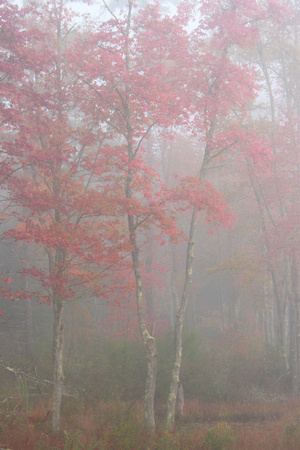 Red Maples in Autumn Fog