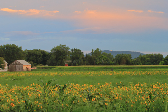 Hadley Sunflower Farm and Mount Holyoke