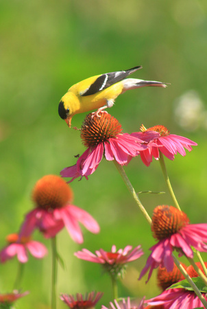 Goldfinch on Coneflowers