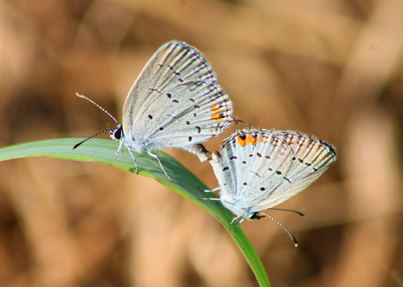Eastern Tailed Blues Mating 2