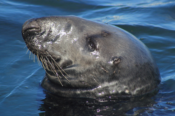 Gray Seal Closeup