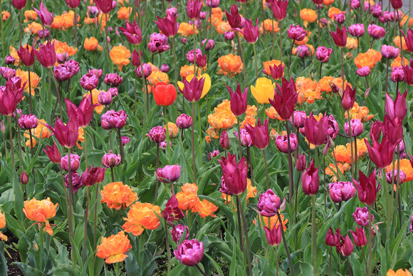 Tower Hill Botonic Garden Tulips