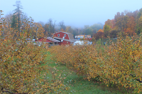 Hager Apple Orchard in Autumn