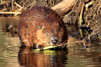 Beaver feediing on sapling