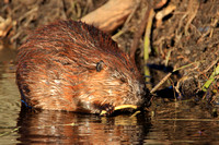 Beaver feeding at lodge