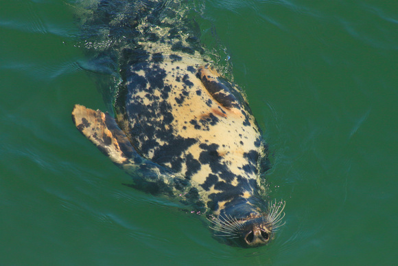 Gray Seal swimming upside down