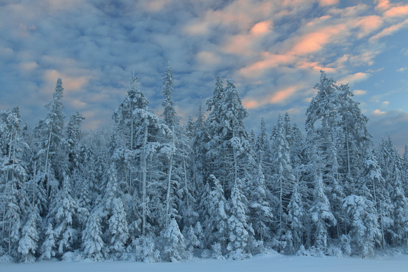 Spruce Forest Winter Sunset