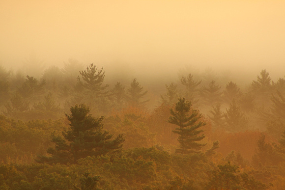 Pine Forest in Fog