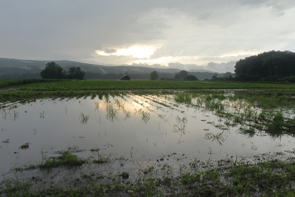 Deerfield MA flooded crops in storm July 21