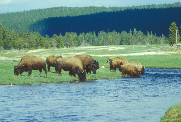 Bison Herd Yellowstone