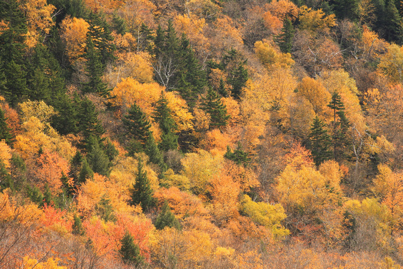 Fall Foliage White Mountain National Forest