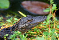 Alligator Juvenile Closeup in Everglades