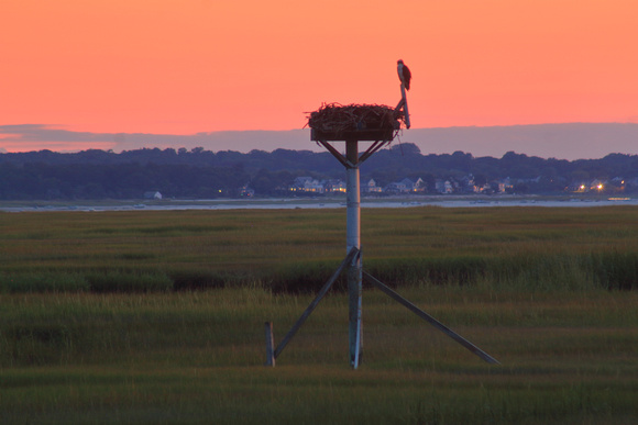 Bass Hole Osprey Nest Sunset
