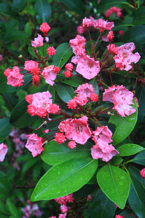 Mountain Laurel Pink Flowers