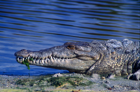 American Crocodile in Everglades National Park