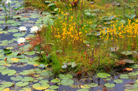Bladderwort and Water Lily in Bog