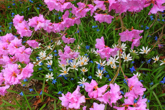 Rhododendron Bloodroot Garden
