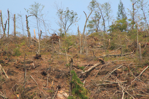 Tornado forest damage Brimfield hilltop