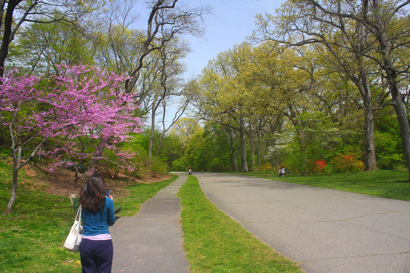 Arnold Arboretum Spring Color on Walking Trails