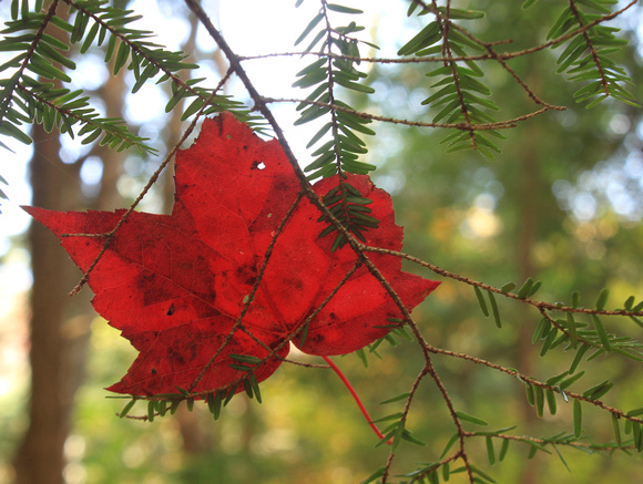 Red Maple Leaf on Hemlock