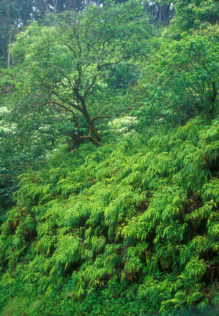 Rainforest Hana Hawaii
