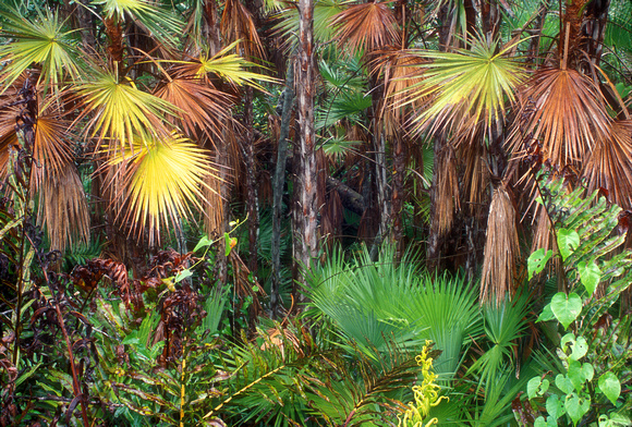 Everglades Mahogany Hammock Sabal Palms