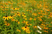 Black Eyed Susan colony in meadow
