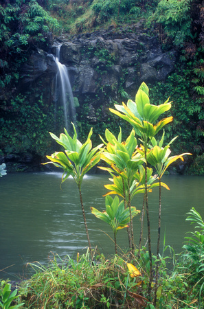 Hana Waterfall and Forest