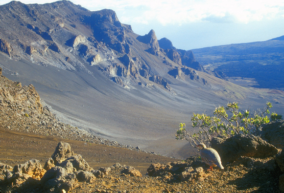 Haleakala Crater and Chukar