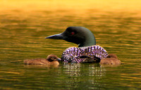 Common Loon with 2 Chicks