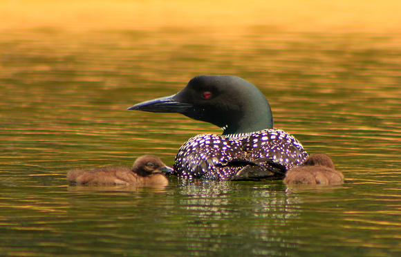 Common Loon with 2 Chicks