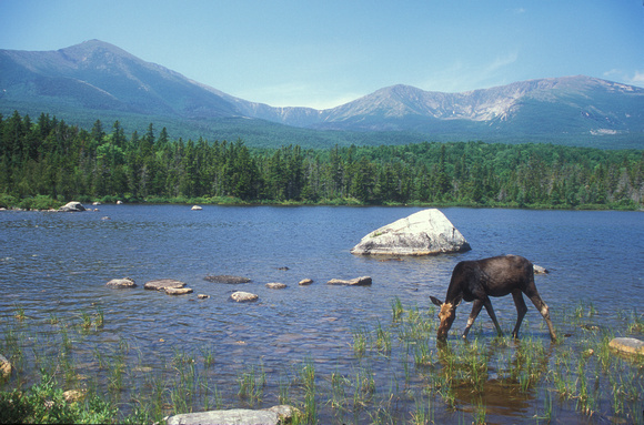 Moose and Mount Katahdin